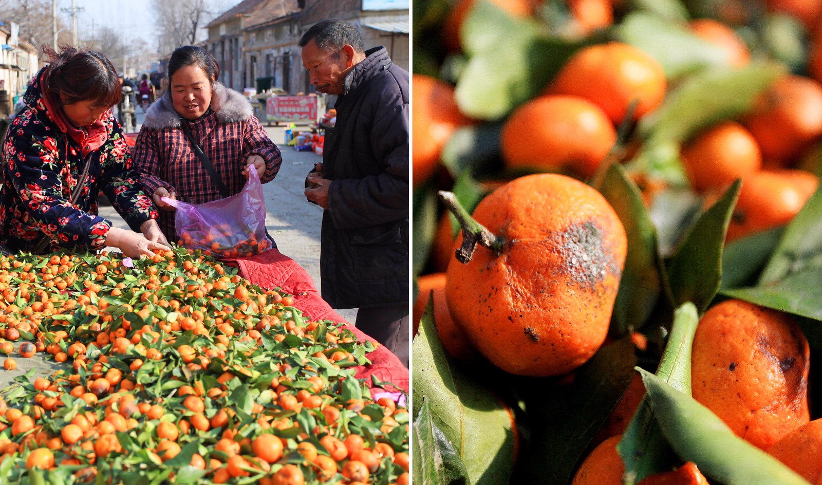 农村集市卖橘子有套路 商贩一上午卖一车