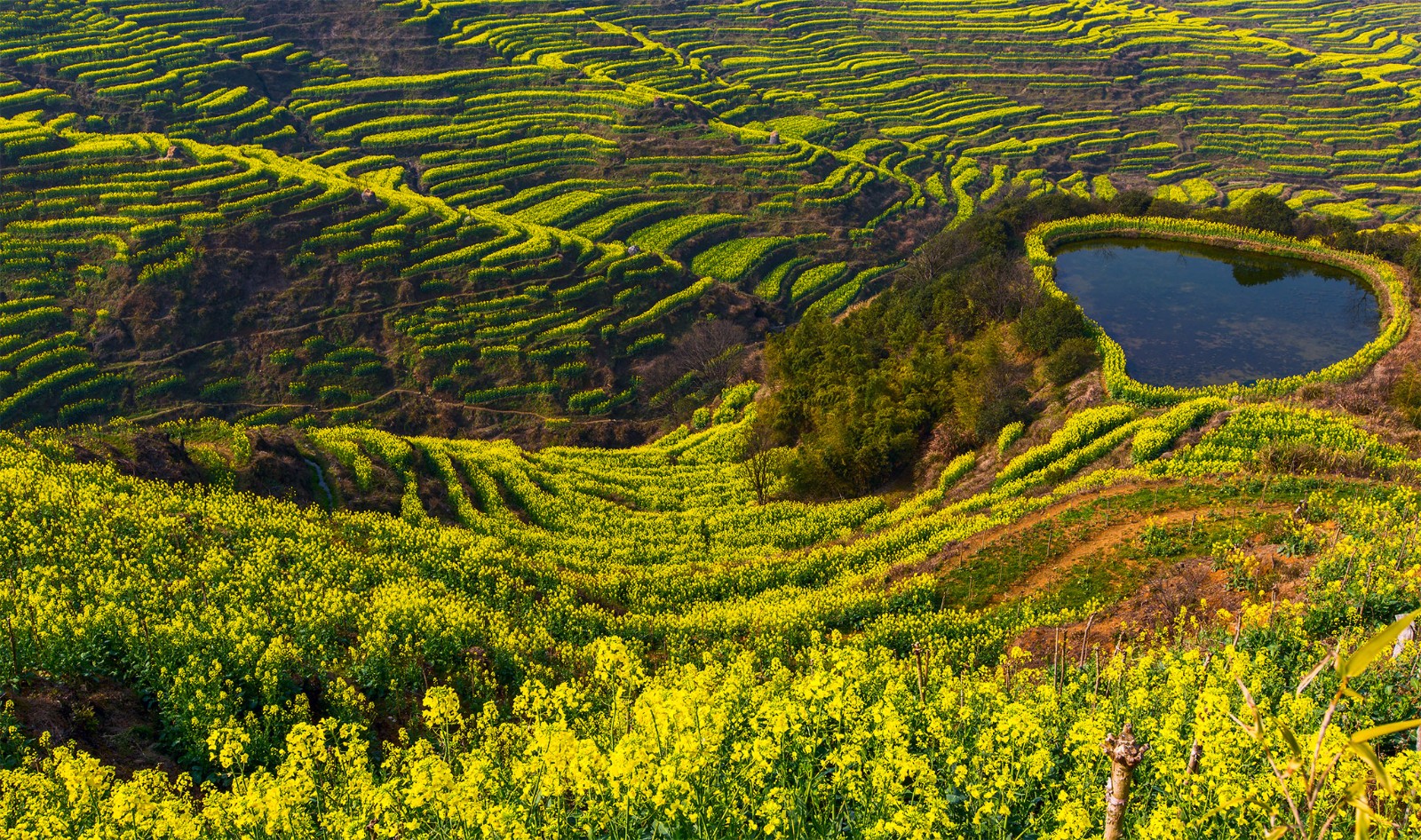 婺源篁岭高山梯田油菜花更让人赏心悦目