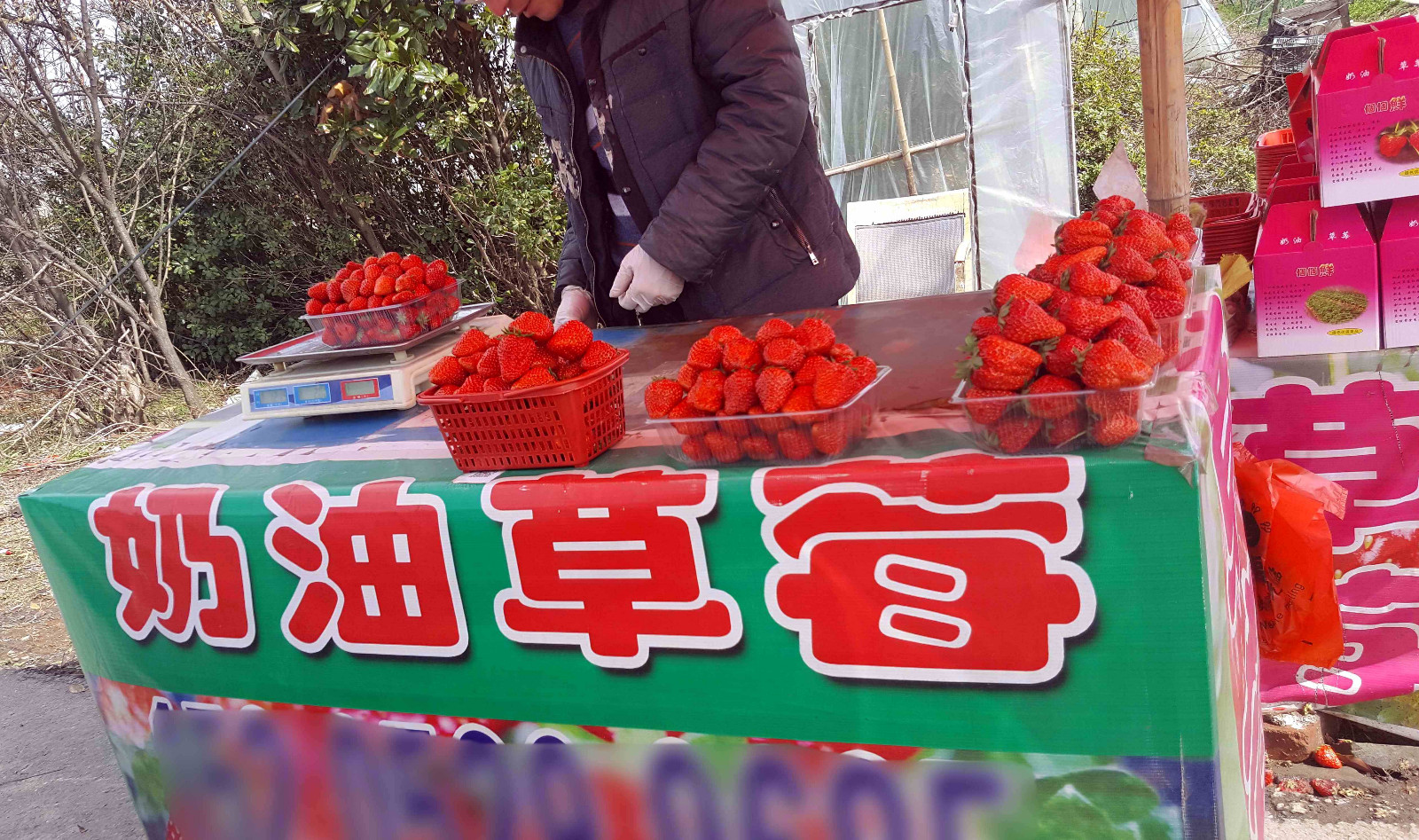 看看这条公路上,有不少家卖草莓的摊子,不知道,你那儿是不是也是这样?