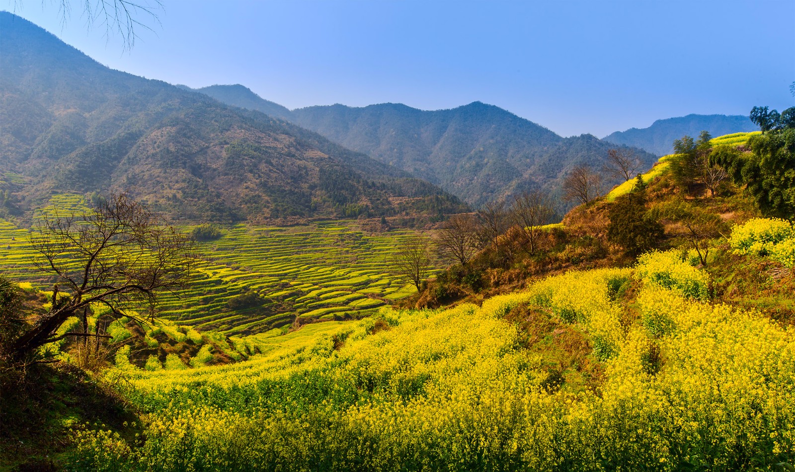 婺源篁岭高山梯田油菜花更让人赏心悦目