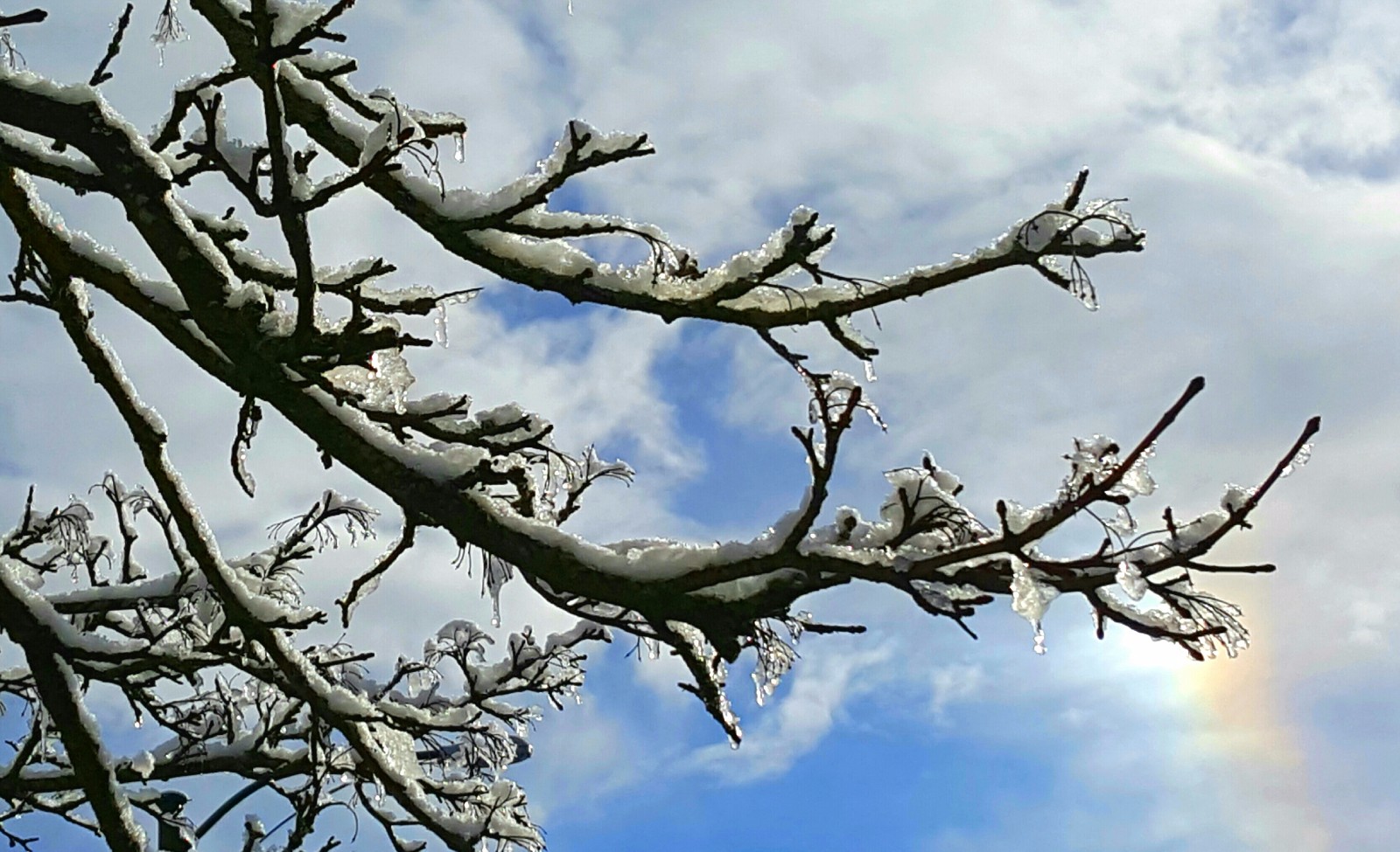 白雪却嫌春色晚,故穿庭院作飞花--温哥华春雪(25图)