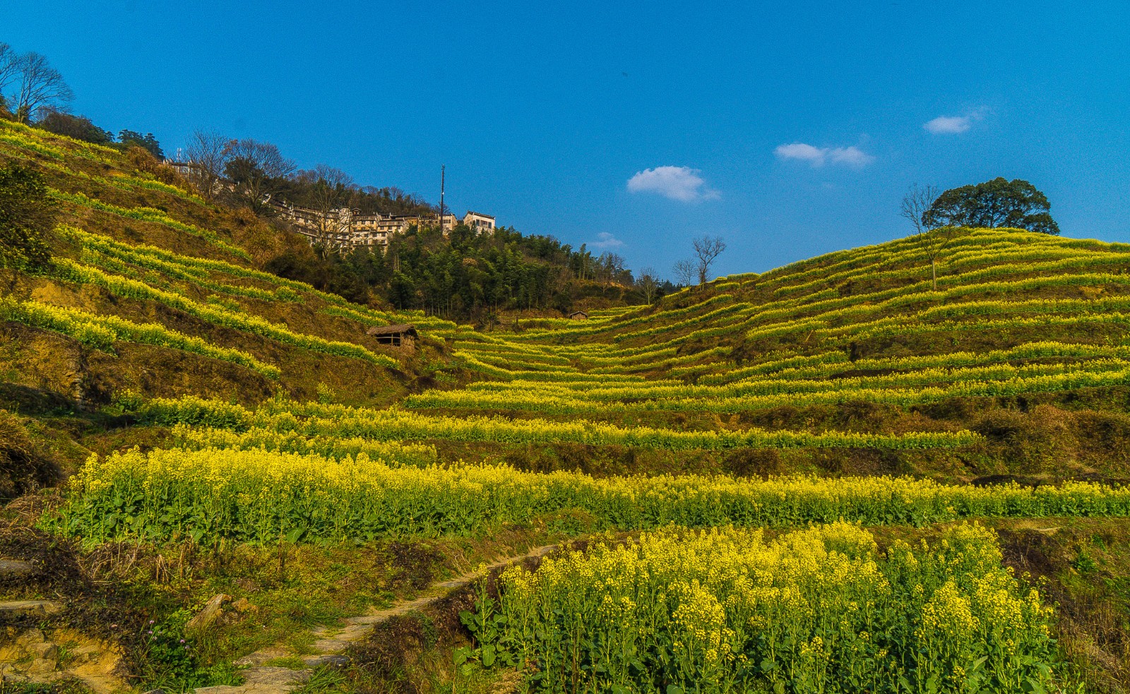 江西婺源篁岭的油菜花开了,赏油菜花正当时