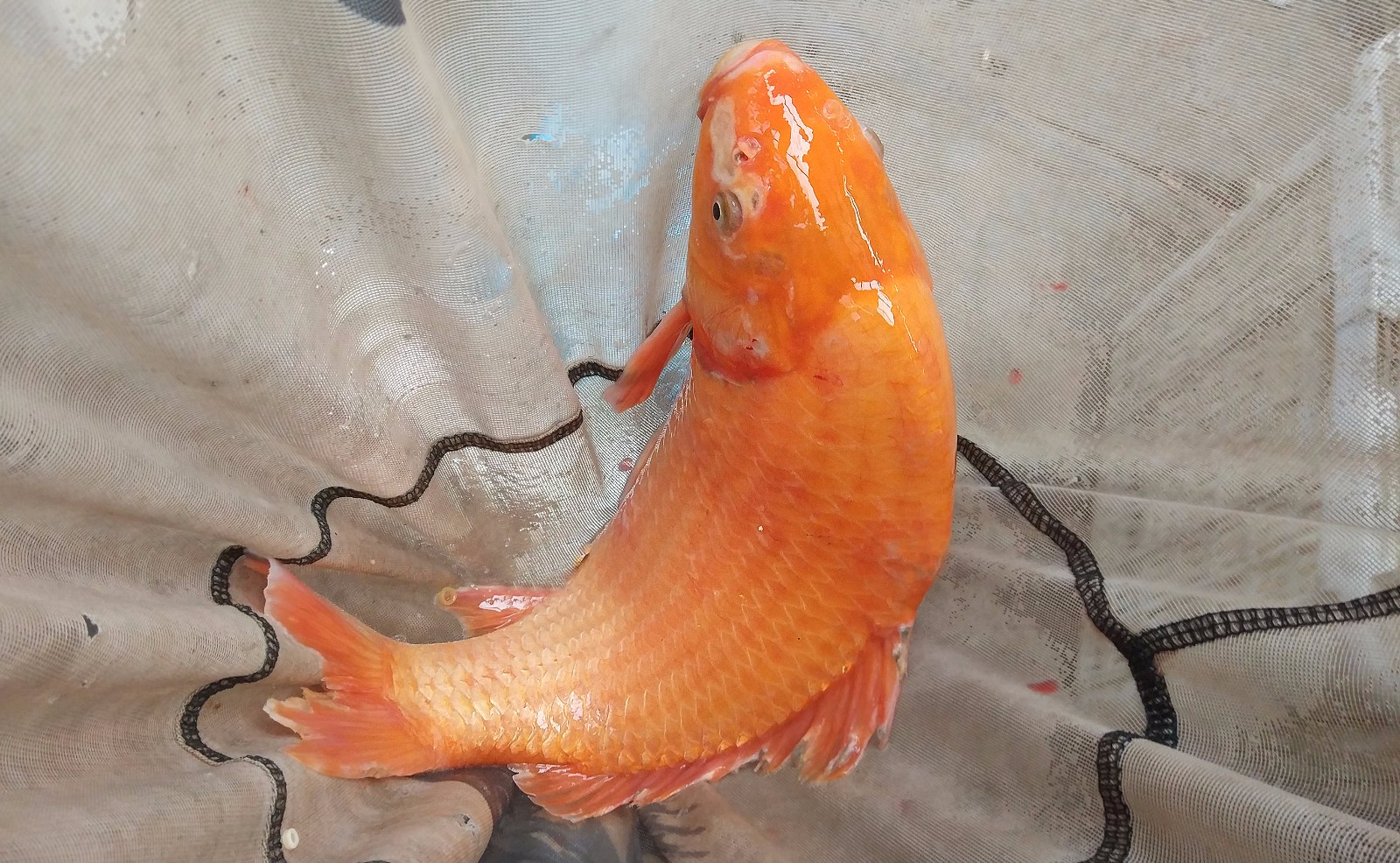 三四十人围团垂钓只为求一条大红鱼