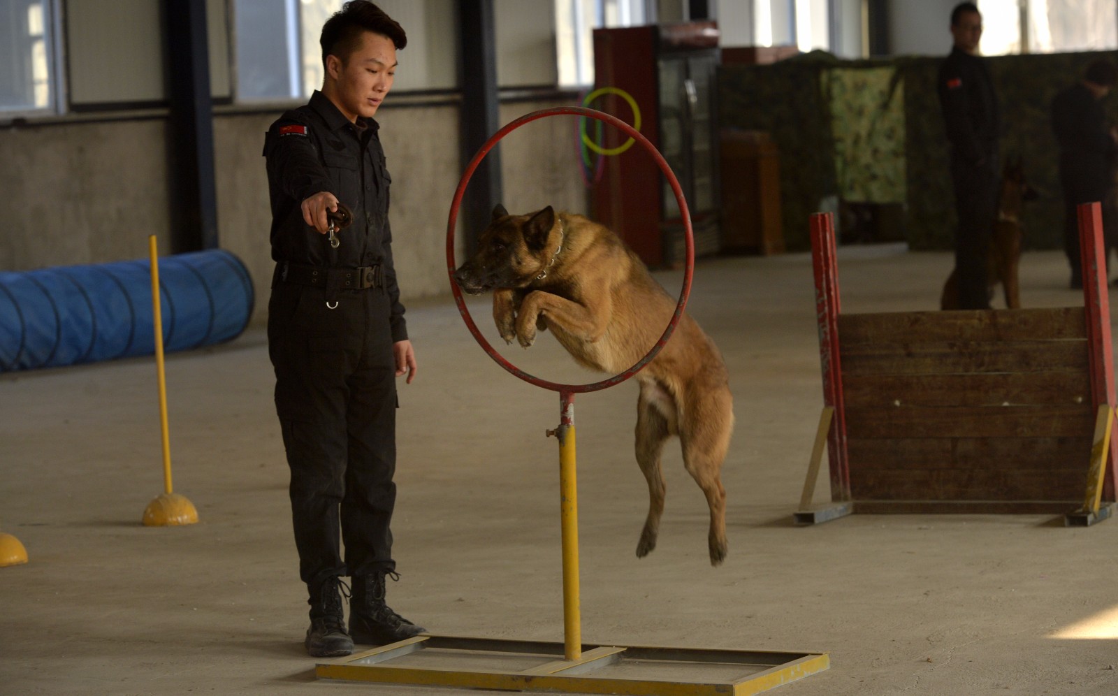 为提高犬的综合能力,他们拓展了一些犬的训练科目.
