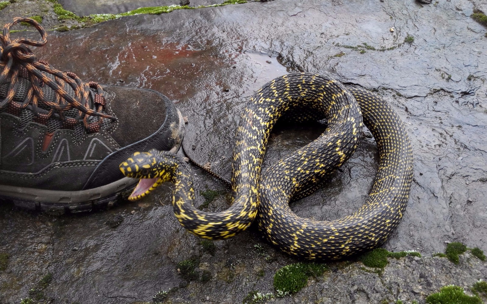 婆婆稻田遇群蛇聚会,后听老人说遇到千万不要动,否则将有大劫