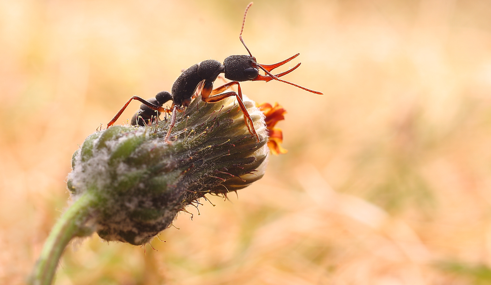 猛蚁虽然幼小却力气比人的力气大是一类潜在天敌里的昆虫