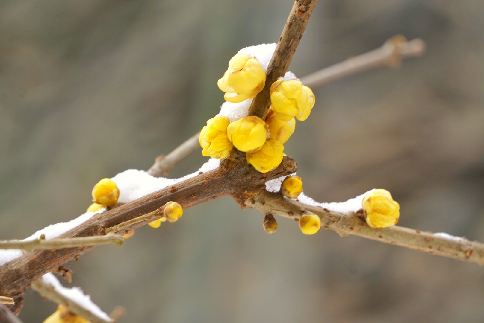 踏雪寻梅济南趵突泉公园红墙前的腊梅傲雪怒放