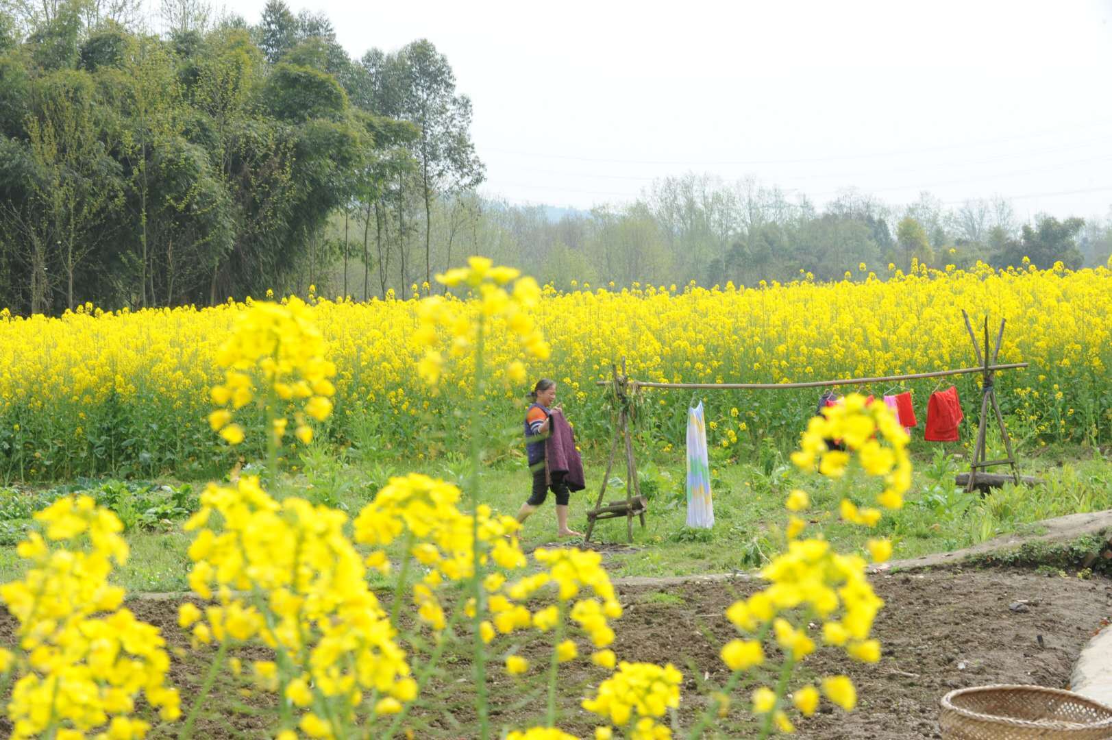 任性!成都这座村子,村民种1000亩油菜花,给自己赏花用