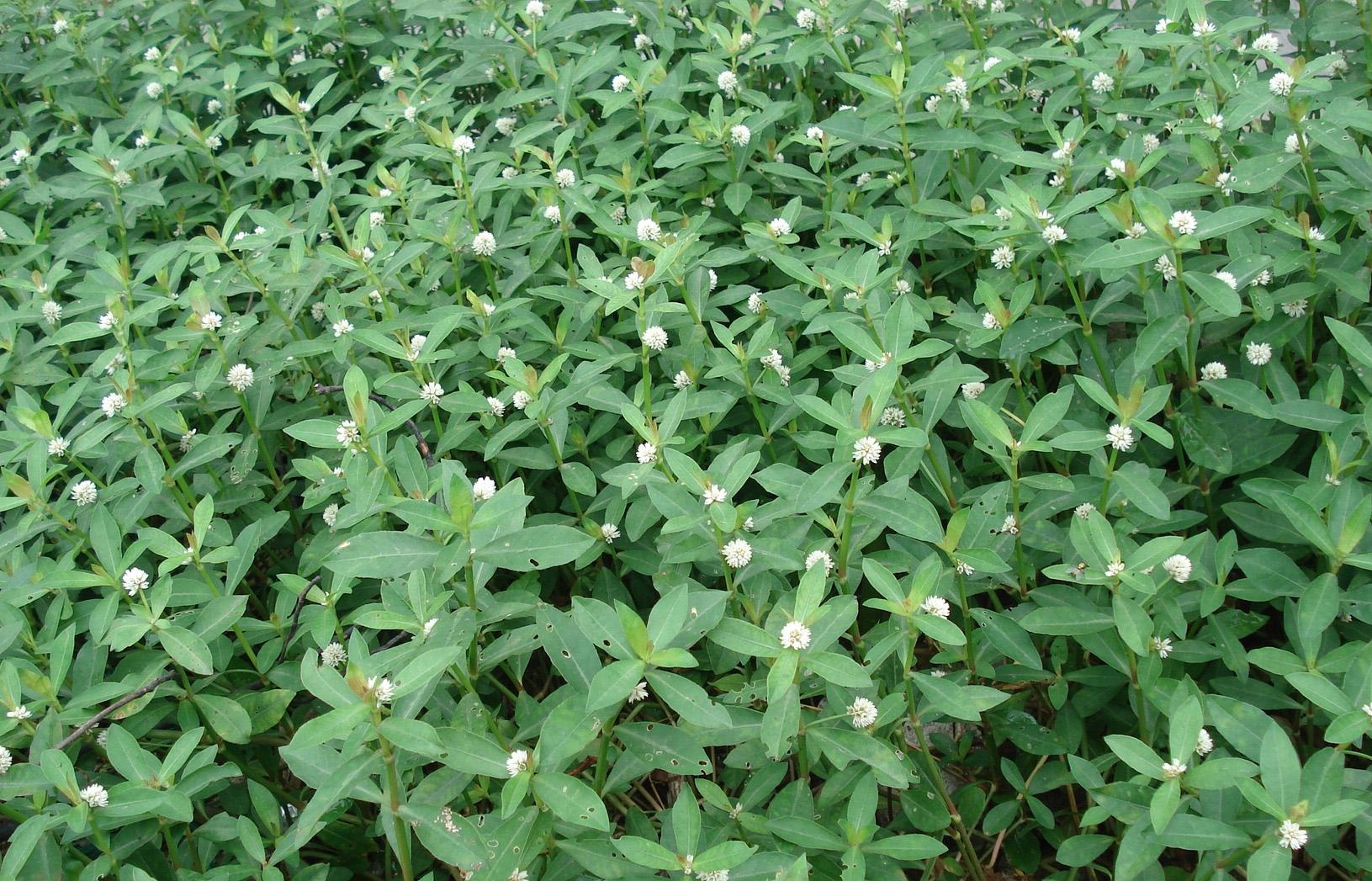 为"打不死的野草",却个个有大作用|野草|空心莲子草|牛筋草_新浪新闻