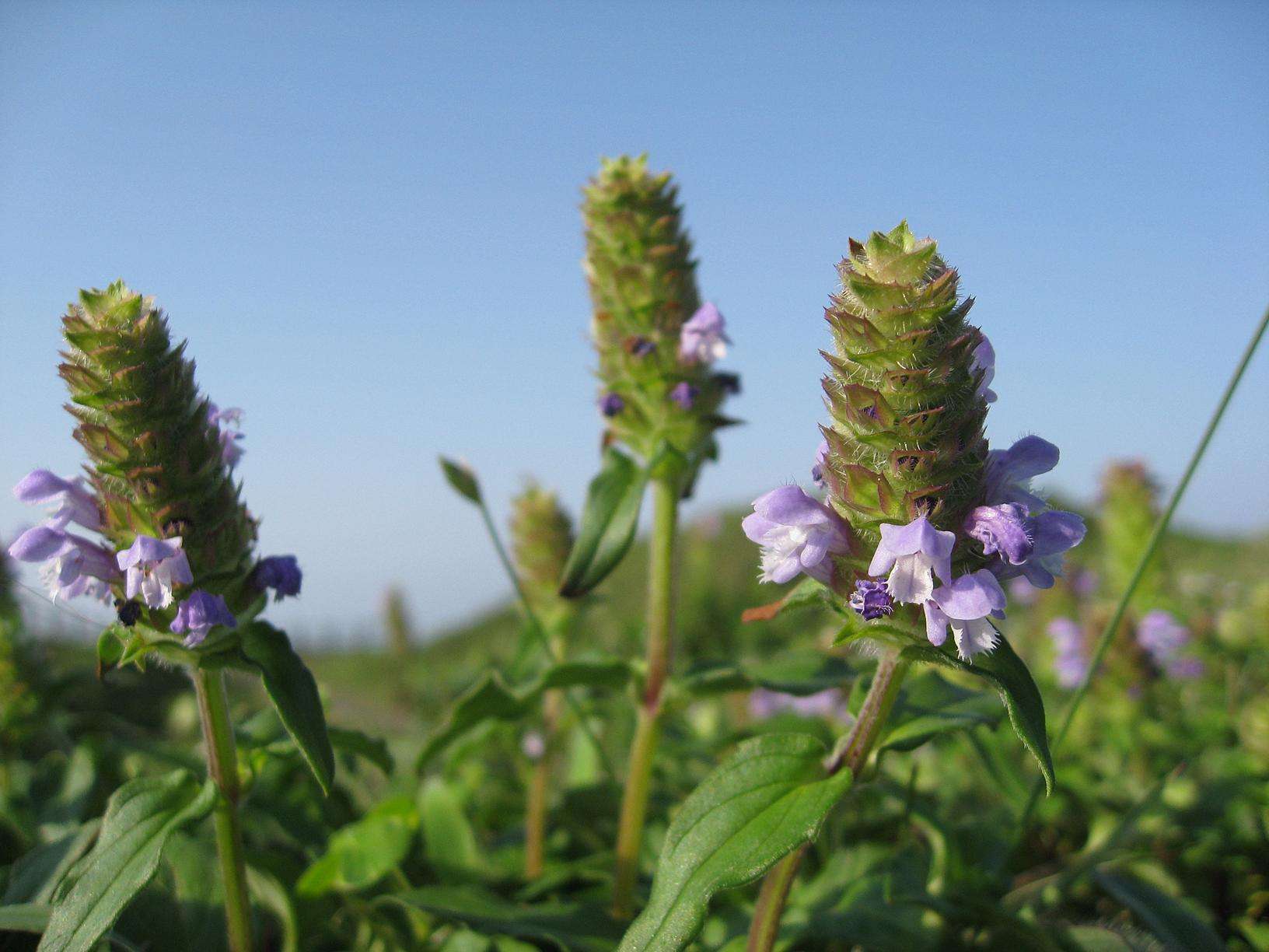在老郭卖的野草里有一种野草特别奇怪,这种野草就是夏枯草,为什么会说