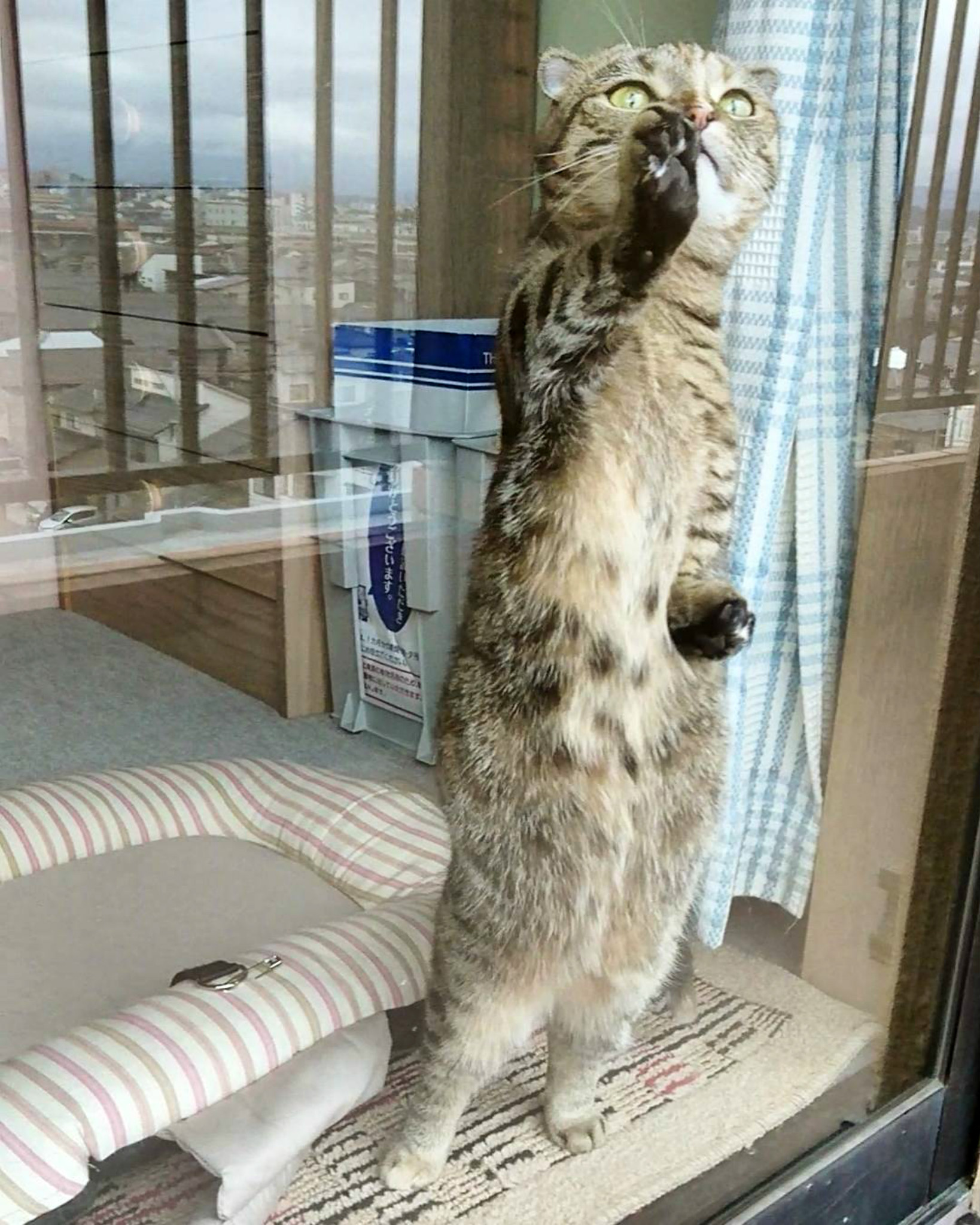 这么可爱的猫咪拿出来晒是很容易拉仇恨的