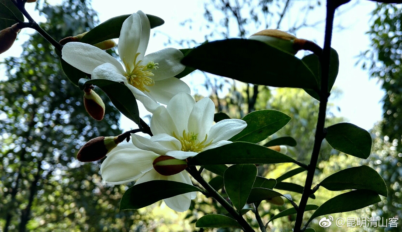 春天的云南含笑