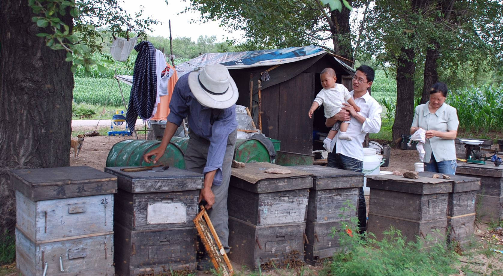 堪忧!为什么养蜂人越来越少?这六大原因道出无尽心酸
