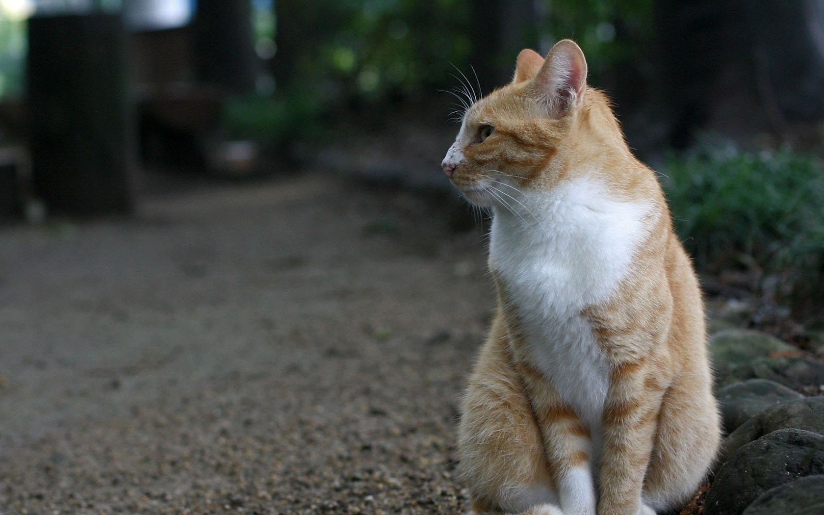 网友经常喂流浪猫,一天跑过来不吃猫粮,却吐了这样东西给她