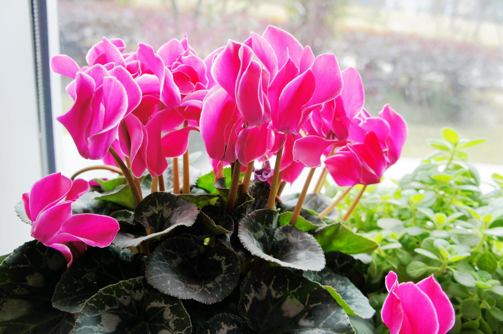 解决仙客来倒伏黄叶就这么简单让仙客来爆盆爆芽还爆花