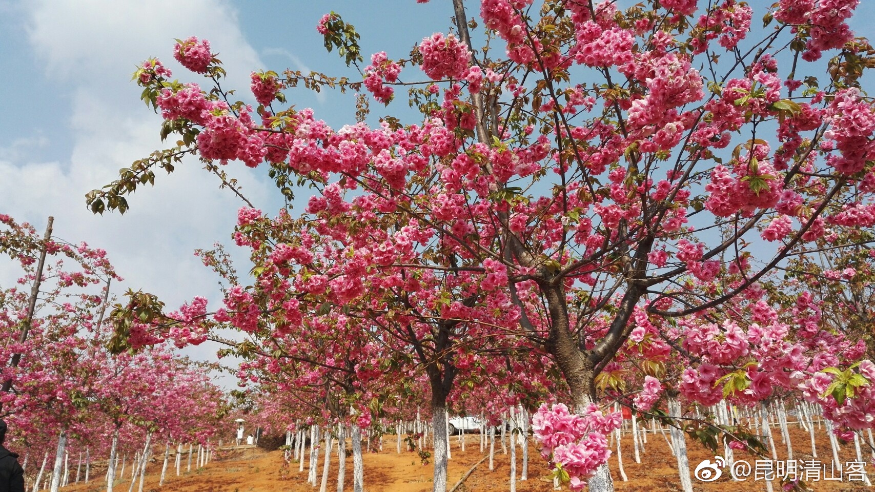 昆明宜良山后樱花花海|樱花|良山|图库_新浪新闻