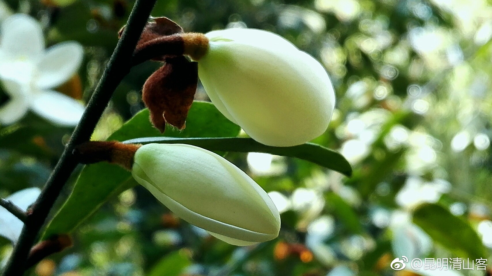 春天的云南含笑