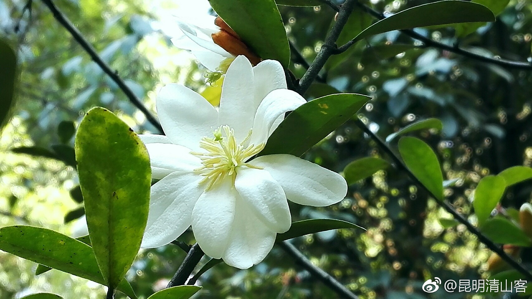 春天的云南含笑