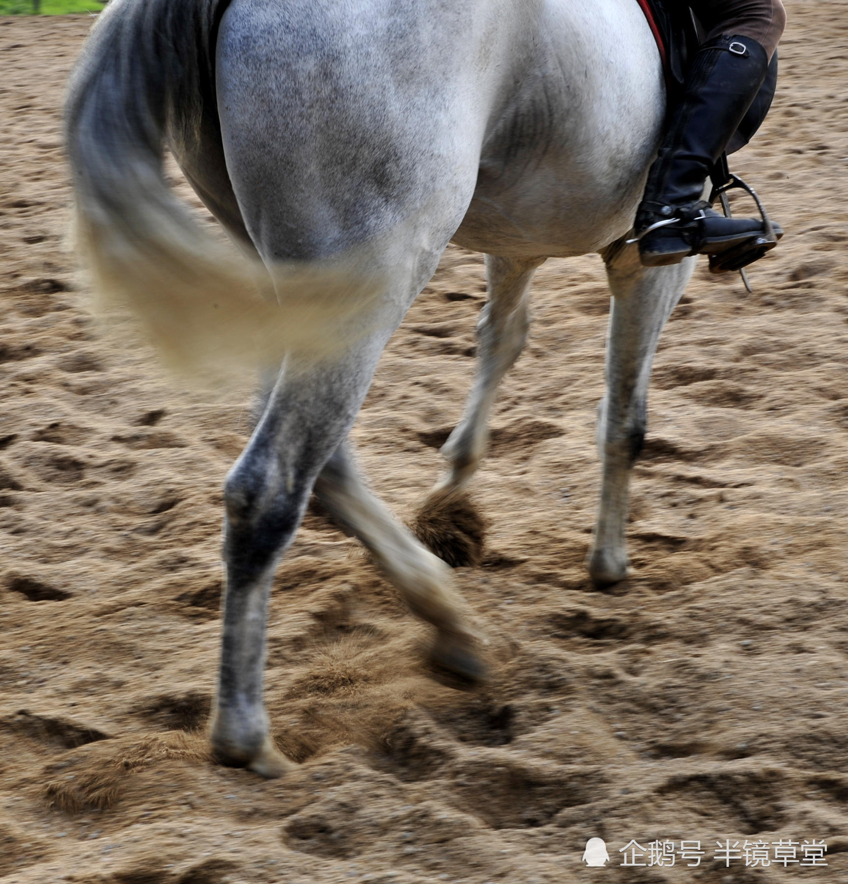 舞马衔杯,西安驯马师用竹竿红萝卜训练出来的失传千年技艺