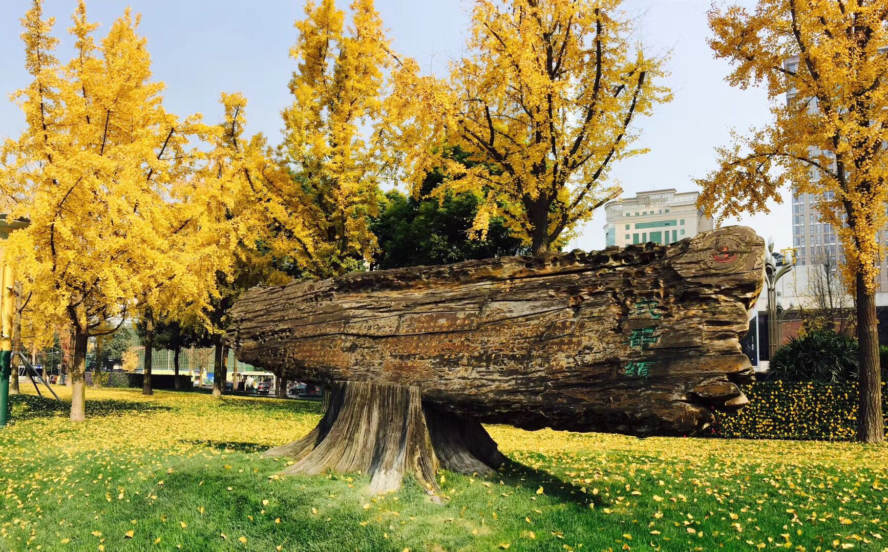 美丽成都,天府广场银杏叶