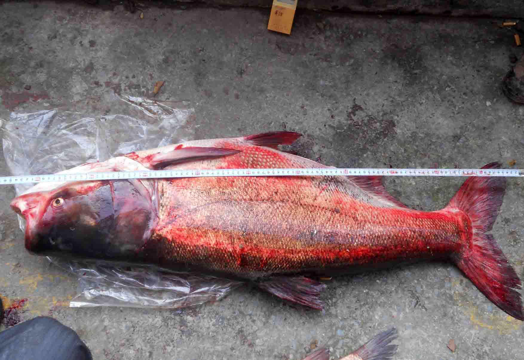 钓获40斤的大鲢鳙,体长1.1米多