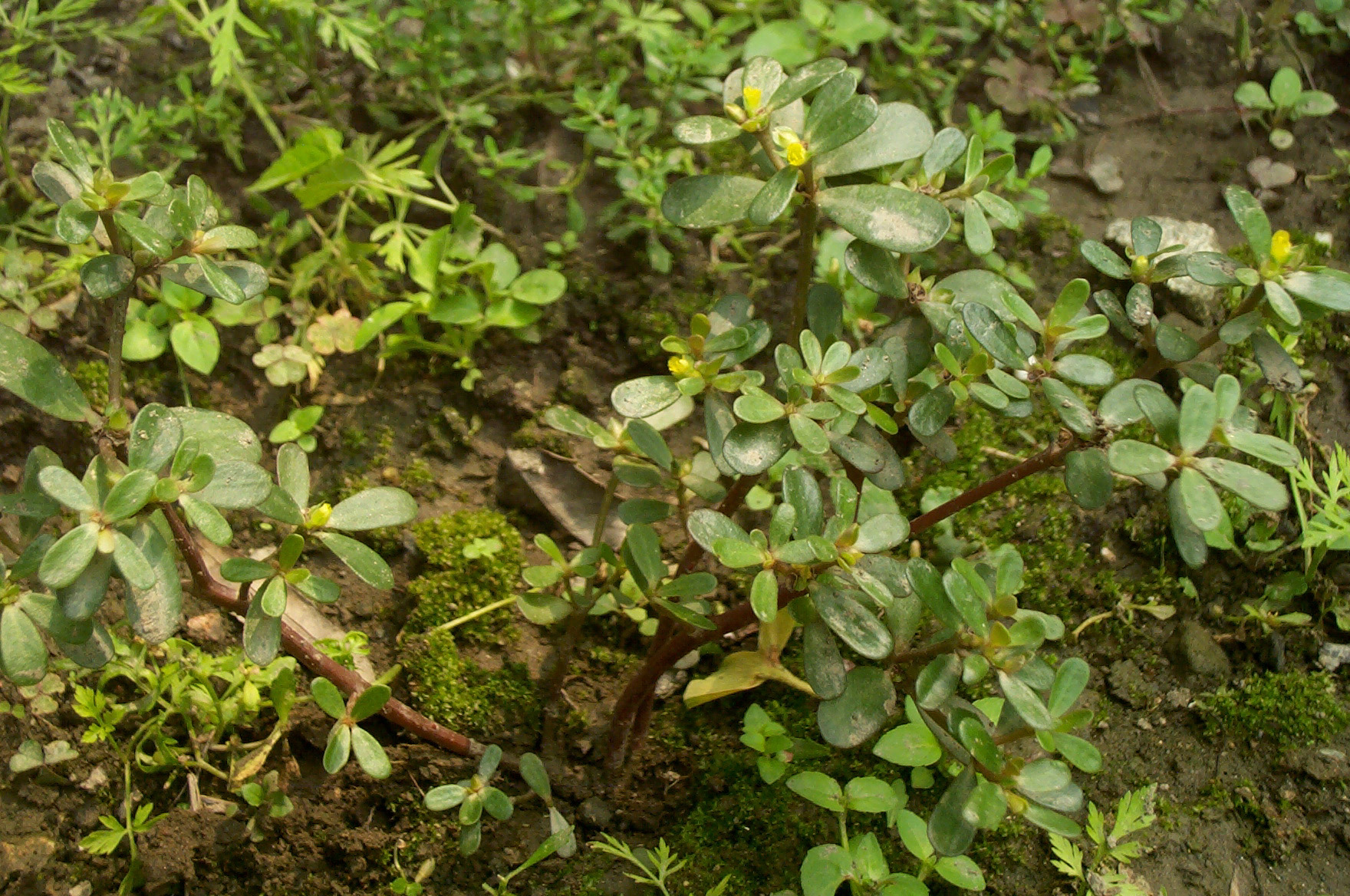 农村一种常见野菜营养丰富还能降血压但注意别挖到赝品