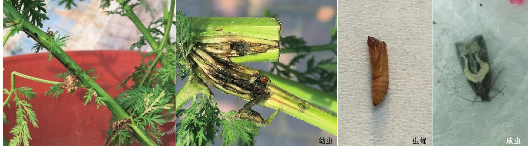 嫁接菊花种植中的白钩小卷蛾虫害表现及防治方法