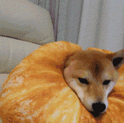 每只狗狗头上都有一个按钮,按好了就是听话的狗狗,按不好就是傻狗!