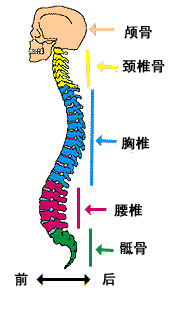 一祖传特效秘方,专治腰椎间盘突出,当天就见效,7天治愈!