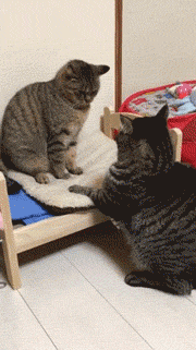 180_321gif 动态图 动图