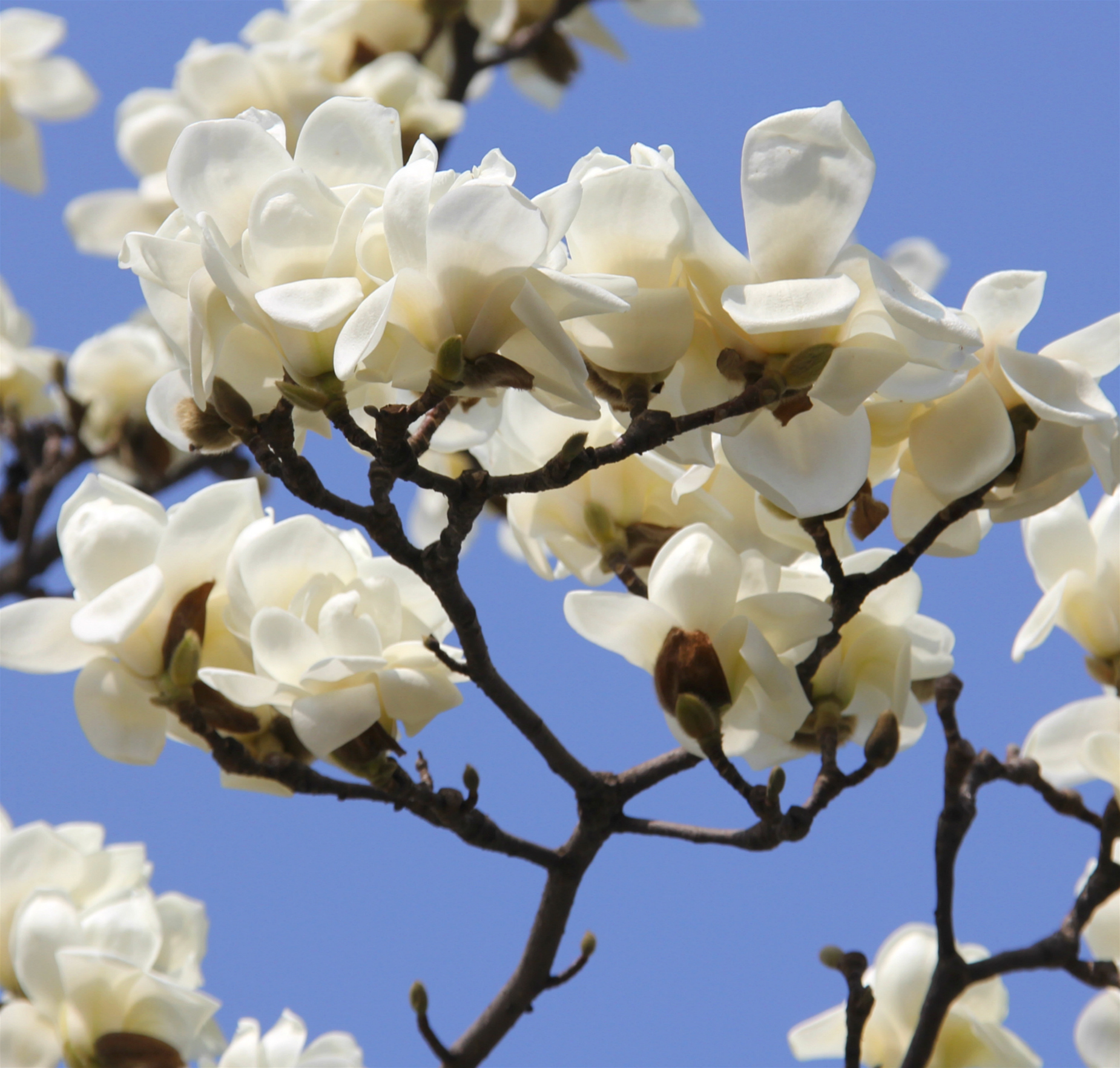 玉兰花又名木兰,白玉兰,玉兰等,花白色,大型,芳香,先叶开放,是我国