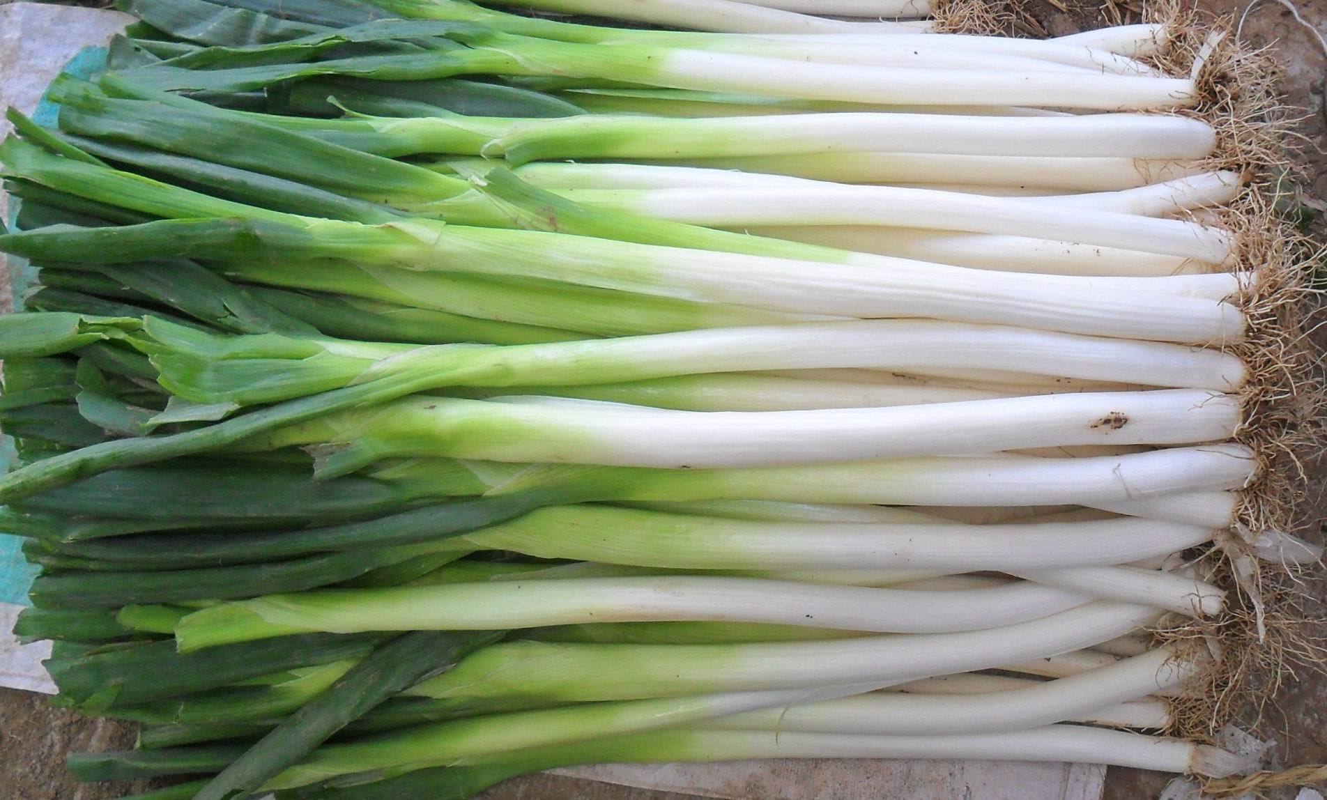 肝脏|肝病|大葱_新浪新闻