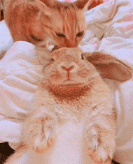 猫帮兔子舔耳朵,一直很认真,只是兔子全程这个表情,哈哈哈