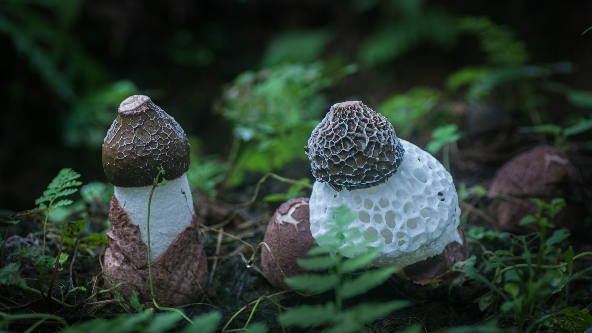 农村这8种野菜山珍,被称为"草八珍",第3种高达2000元一斤|猴头菇|野菜