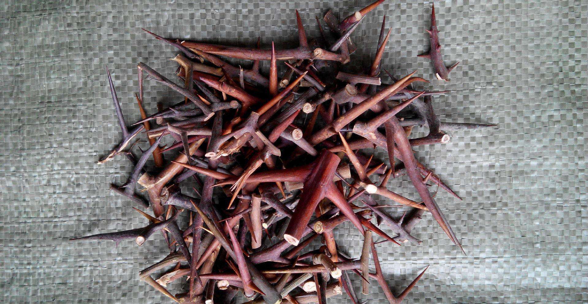 农村一种"长命树",浑身是刺看起来很吓人,但它的刺却能治病