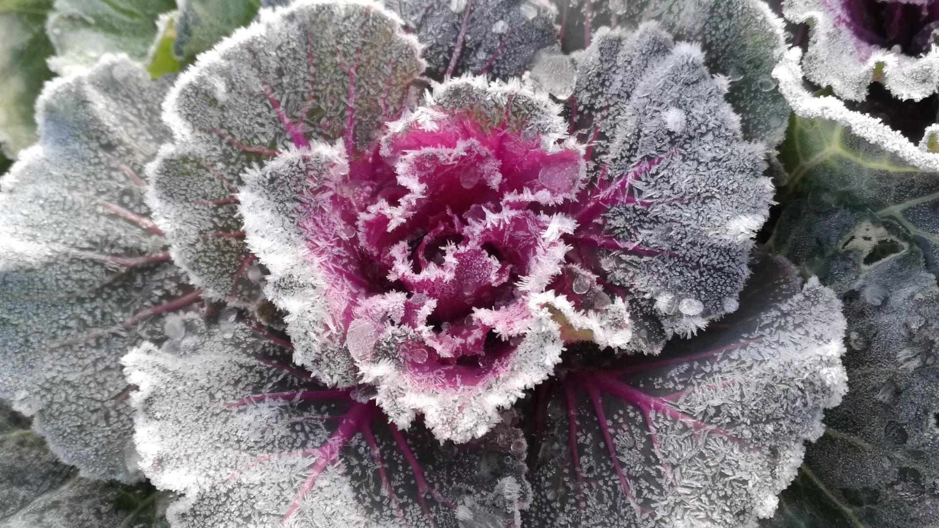 杭州花圃水面结冰