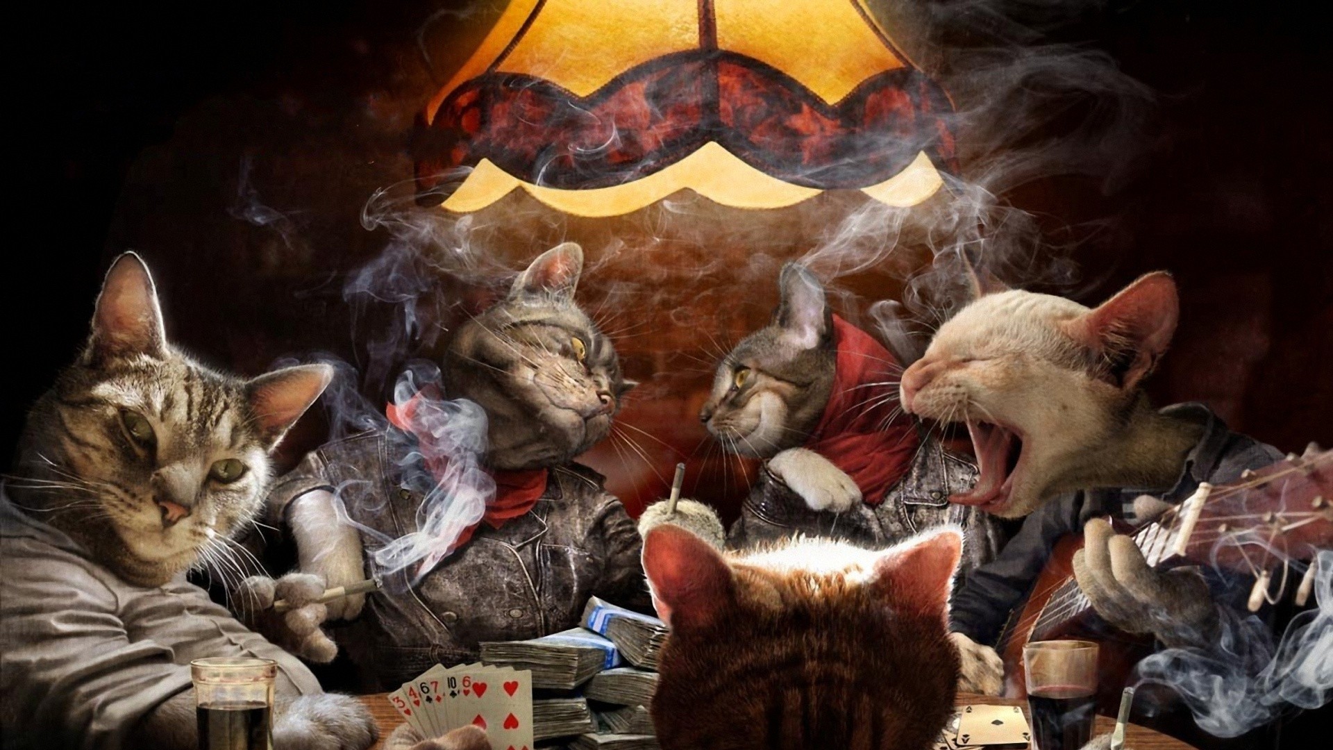 说出来你们可能不信,我家的猫是混社会的,网友:惹不起啊!