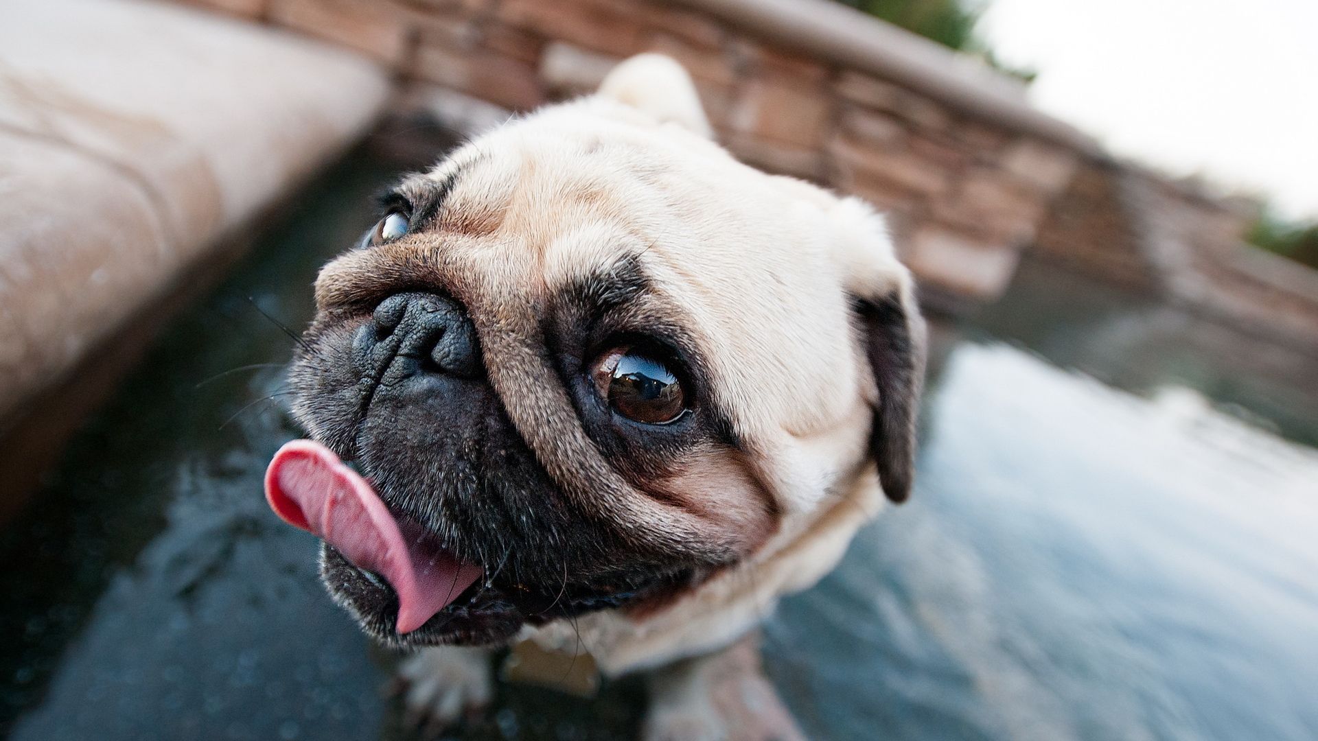 狗子红眼怎么办多半是炎症