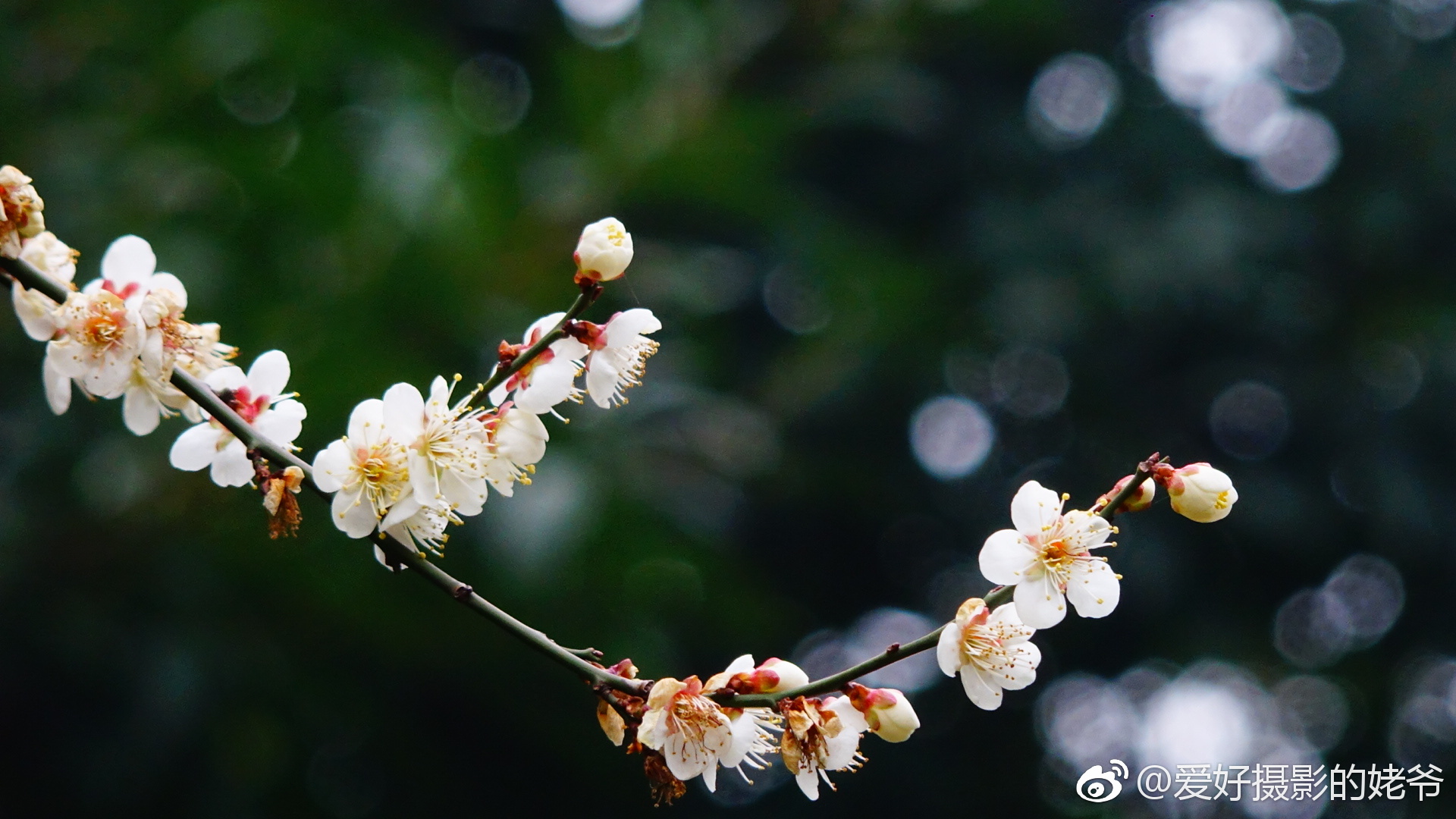 盛放之白梅 红梅公园这株白梅突然就开了 四天前不是这样的啊 盛放之白梅 红梅公园这株白梅突然就开了 四天前不是这样的啊