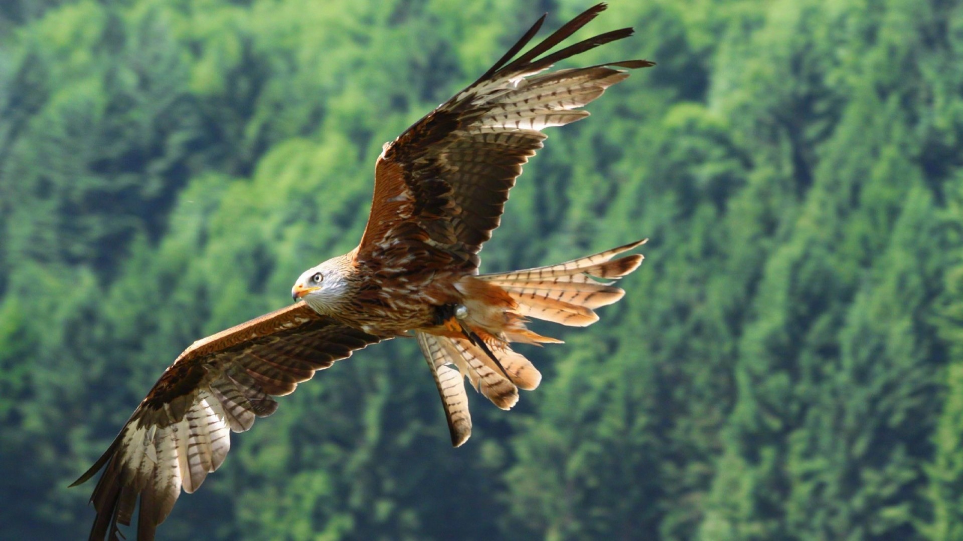 如果你想像雄鹰一样翱翔天空那你就要和群鹰一起飞翔