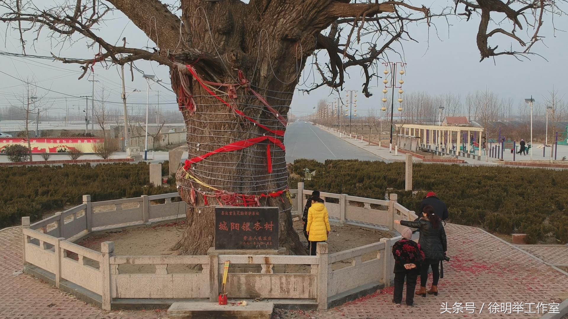 费县航拍千年银杏树