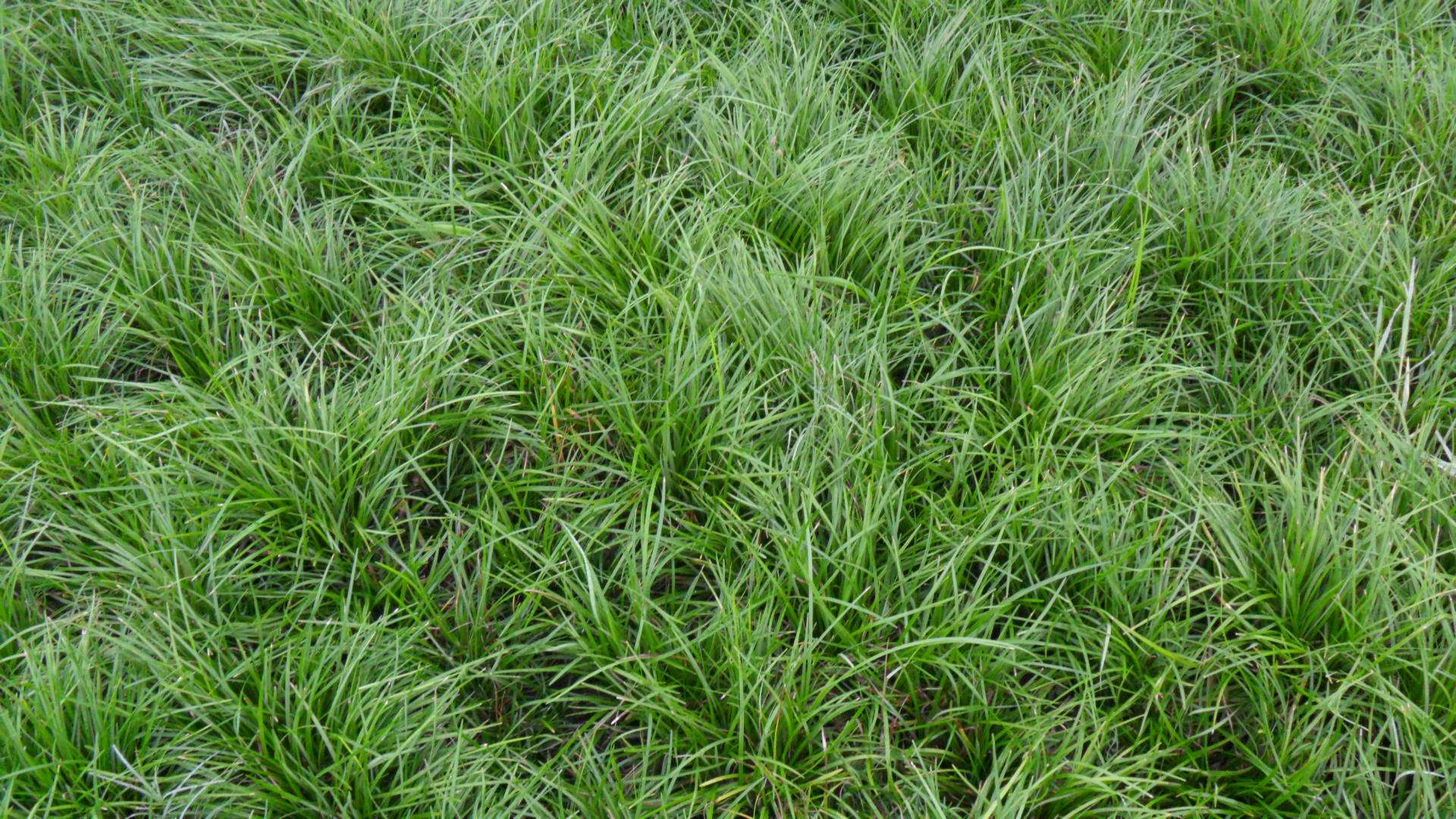 农村这种看似普通的野草,却成了农民的"发财草",一亩收入万元