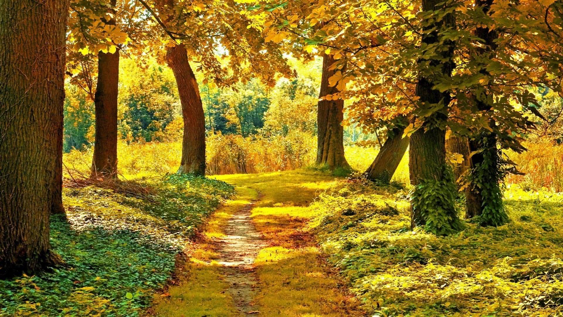 世界上最美的路——回家的路|风景|回家的路|故乡_新浪新闻