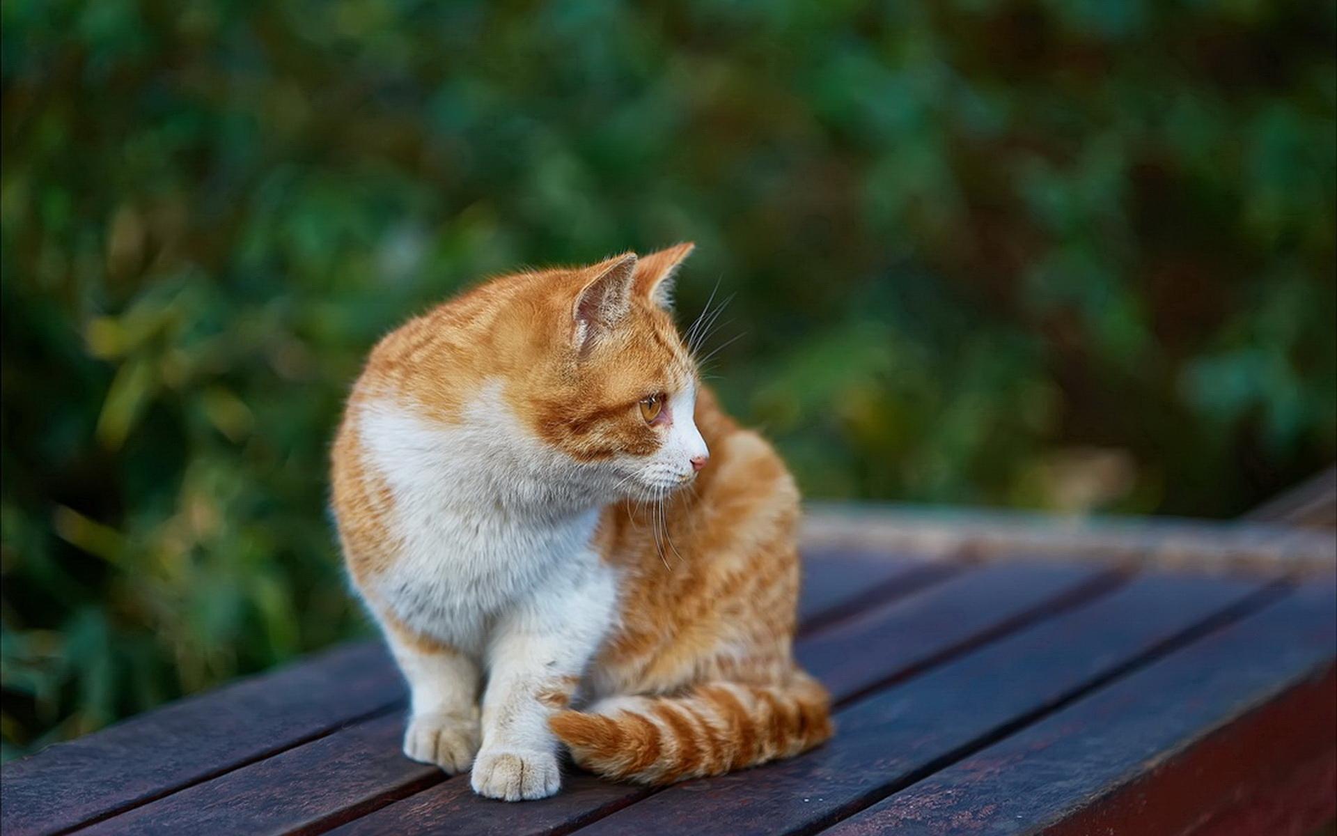国外小哥不顾家人反对收养只橘猫不在乎没老婆必须要有猫