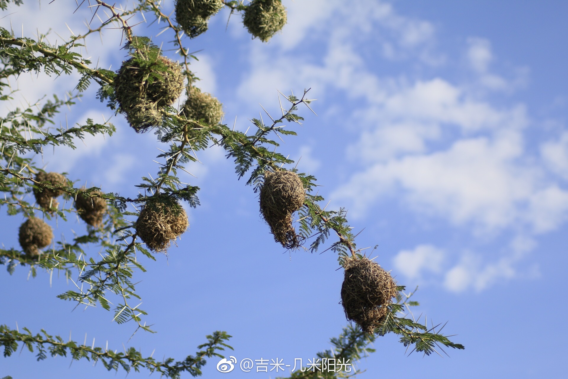 神奇的鸟窝见证动物的巧奇天工