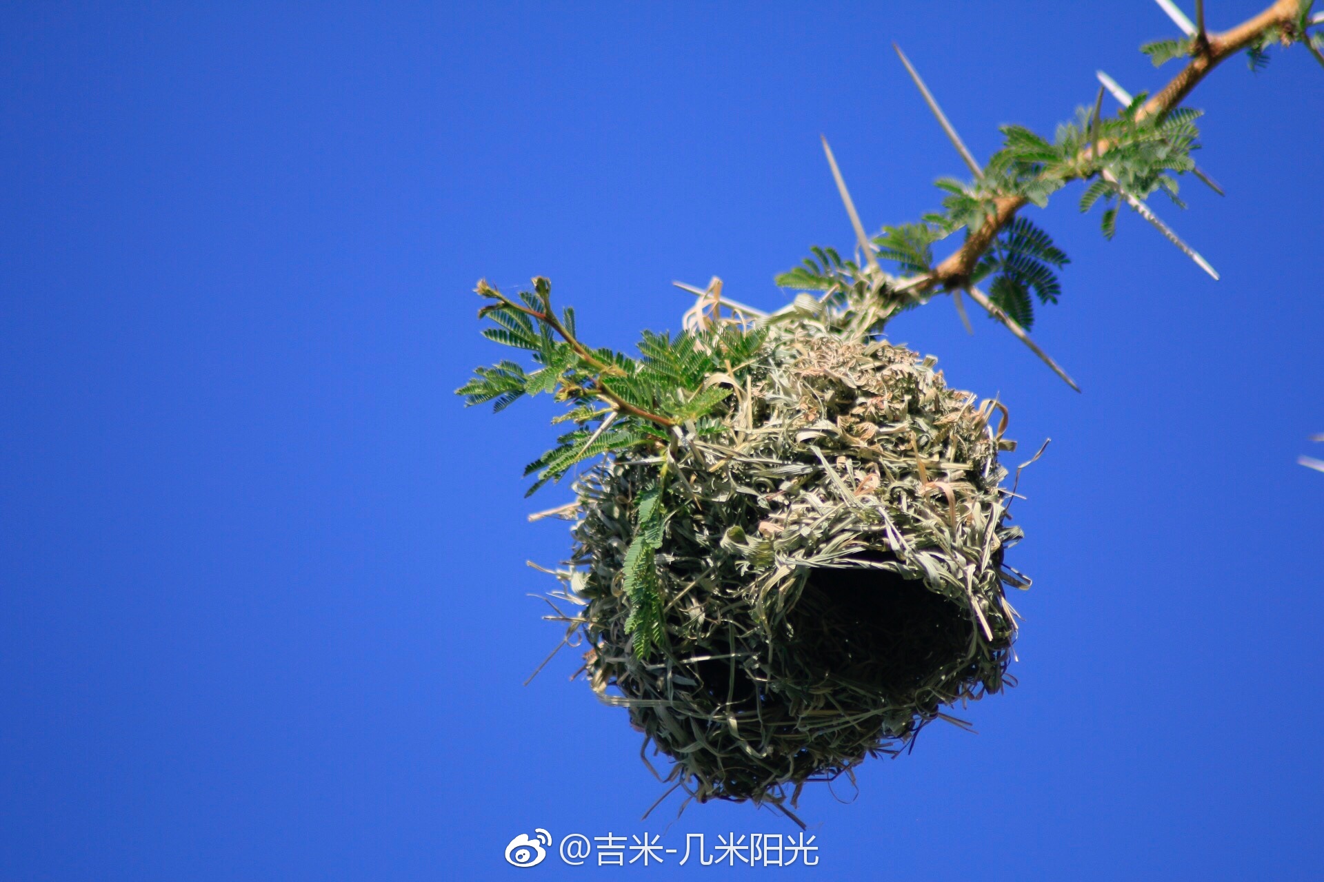 三角洲行动黄金鸟窝怎样获取 三角洲行动彩蛋有哪些