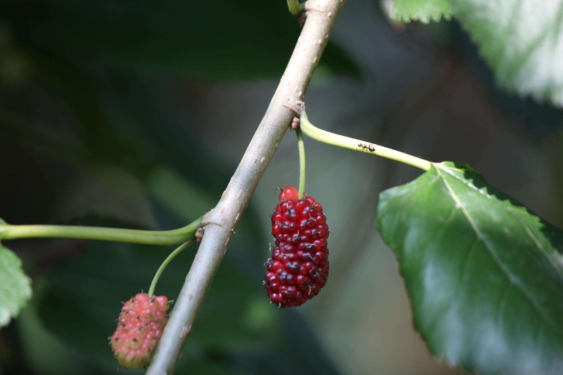农村没人吃的小野果,进城后变"致富果",农民靠它月入万元