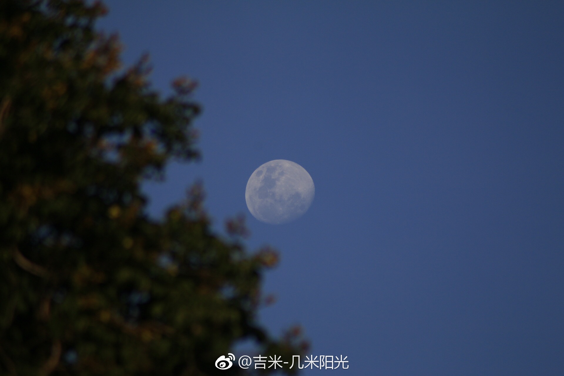 十二的月亮上枝头