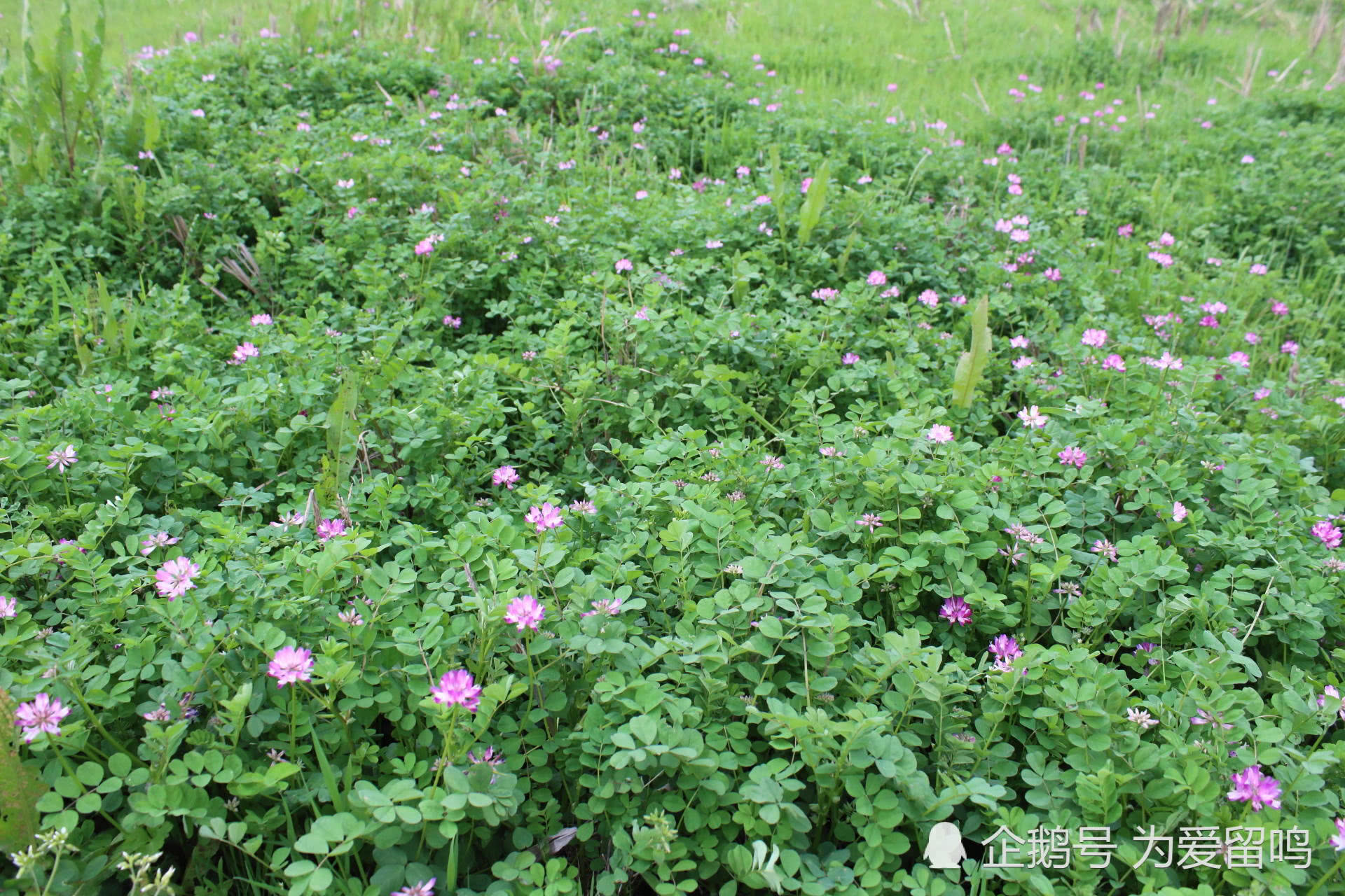 农村常见的五种杂草,有的人当它是宝,却被你无情地踩在脚下!