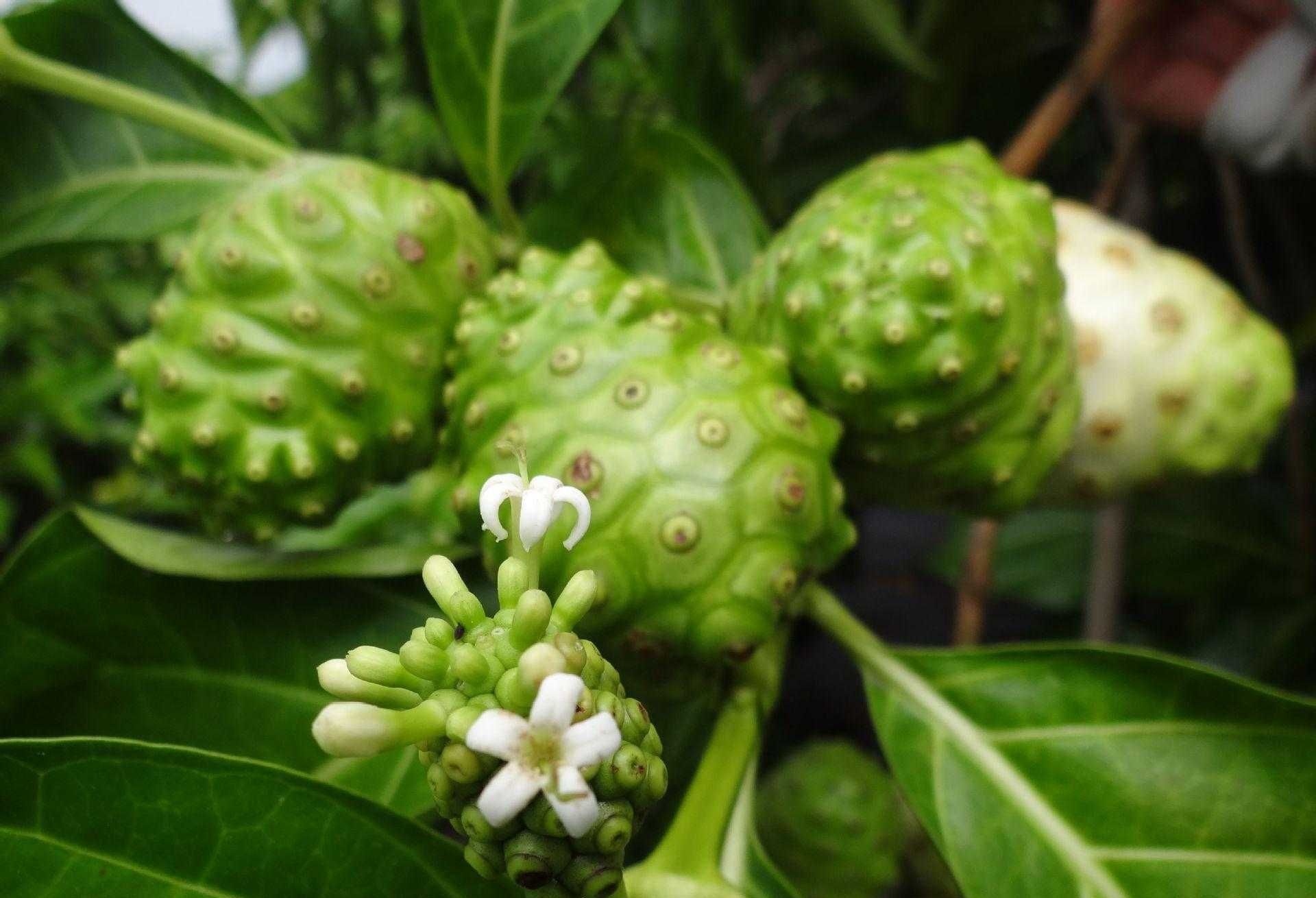 有一点像一只巨型的绿色毛毛虫一般,全身都带着斑点,但是这种水果名字